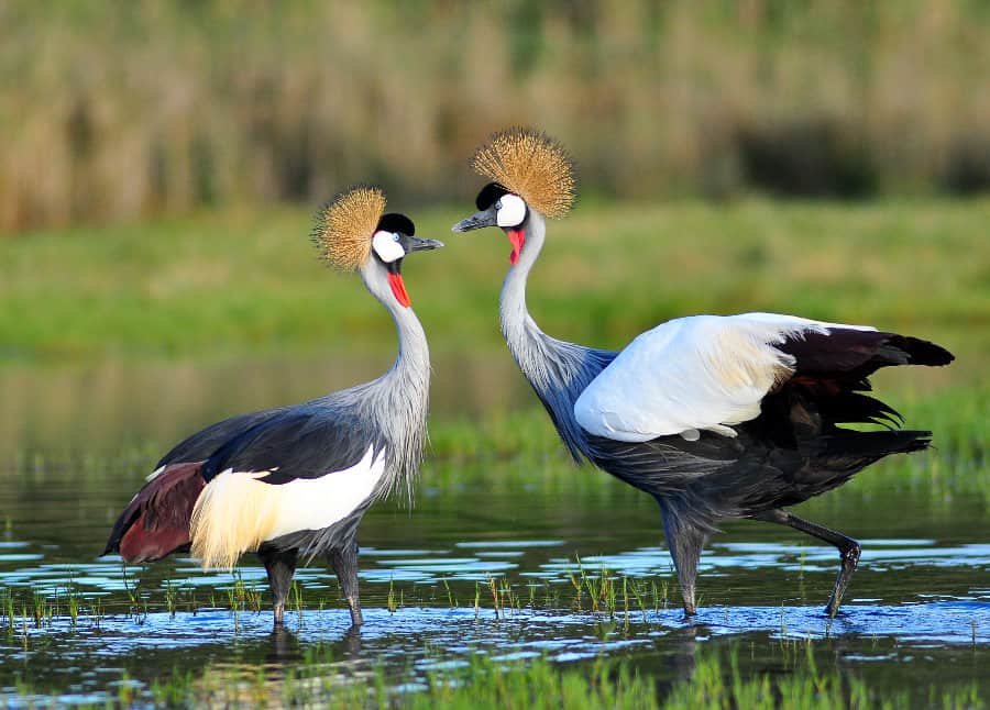 Breeding pair of grey crowned cranes, visibly in love