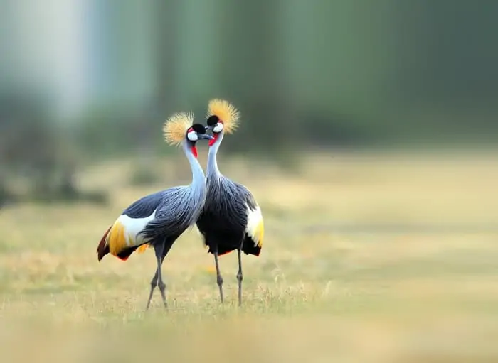 Breeding pair of grey crowned cranes