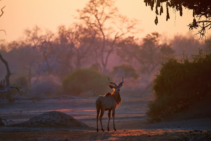 Greater kudu in early morning sun, Mana Pools, Zimbabwe