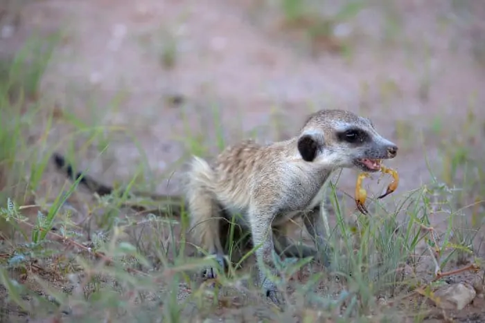 Young meerkat eating a scorpion in the Kgalagadi Transfrontier Park