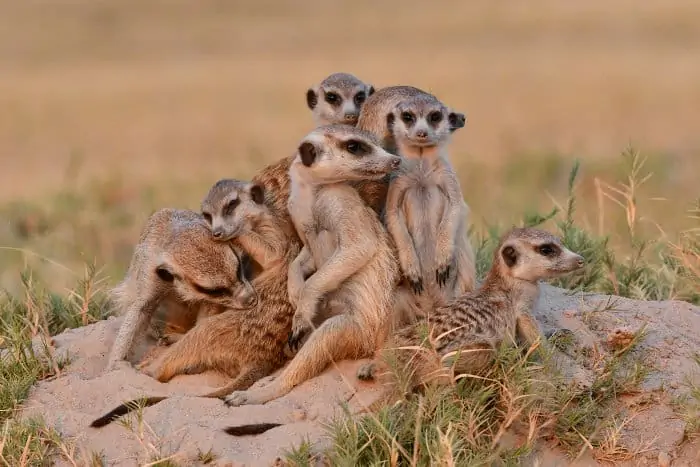 Meerkat family, photographed in the Makgadikgadi Pans