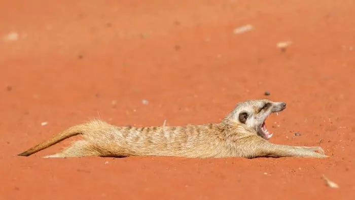 Yawning meerkat having a little stretch on red sand dune