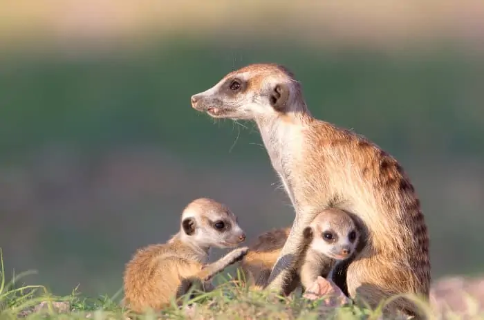 Mother meerkat and her two babies in the Kgalagadi Transfrontier Park, South Africa