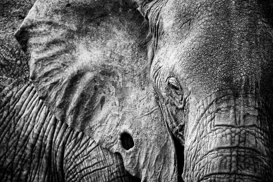 Close up portrait of a very old African elephant, in black and white