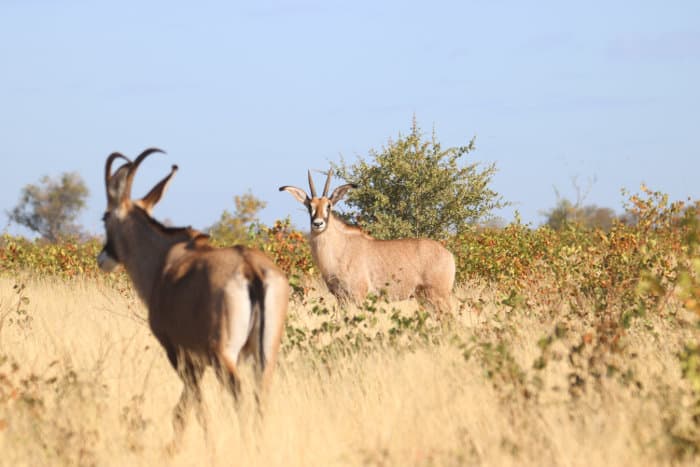 Roan antelope in Kruger National Park, South Africa
