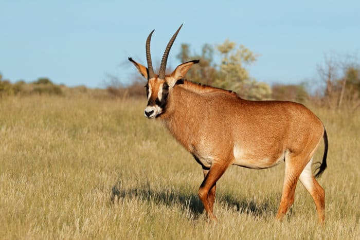 Rare roan antelope portrait in its natural habitat, South Africa