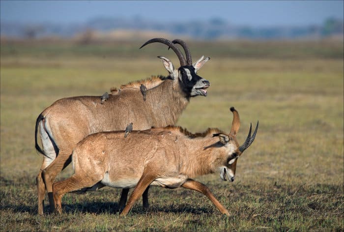 Roan Antelope Fun Facts Africa s Fearless Savanna Survivor Roan Antelope Fun Facts Africa s Fearless Savanna Survivor