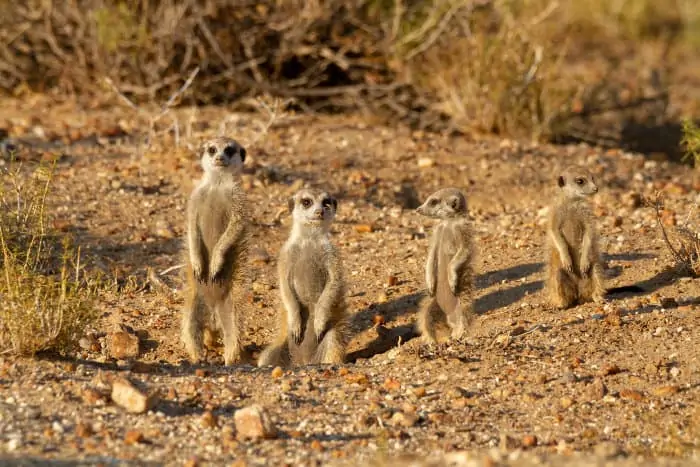 Family of suricates at the entrance of their burrow