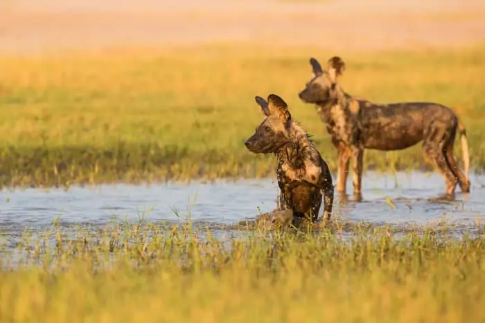 Two African wild dogs cooling off in the river, Mana Pools