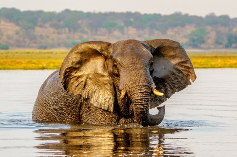 African bush elephant swimming in golden light, Chobe river