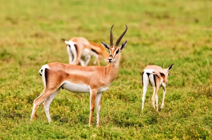 Grant's Gazelle: Habitat, Diet & Unexpected Resourcefulness
