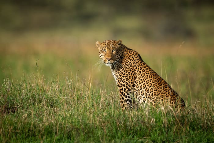 Where Do Leopards Live? In the Wild, Of Course - Right?