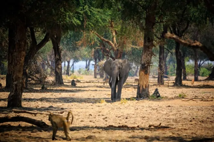 Lone elephant and baboons in the Lower Zambezi National Park, Zambia