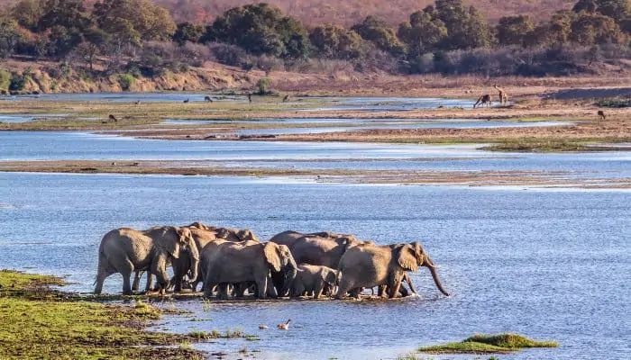 Herd of elephants crossing the river, with various antelope and giraffes in the background