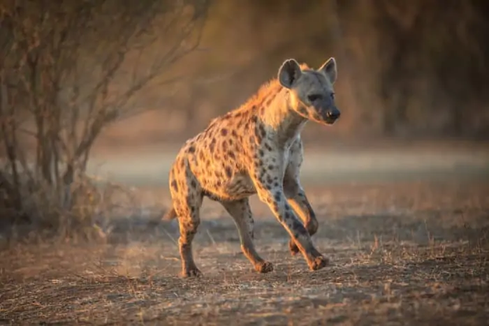 Spotted hyena on the run