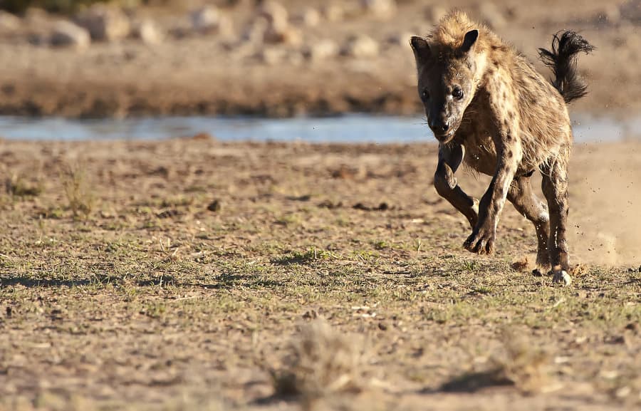 Spotted hyena running at full speed
