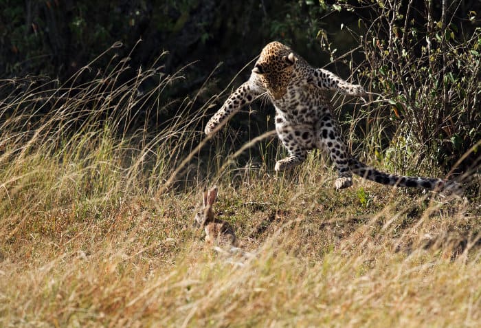 Where Do Leopards Live? In the Wild, Of Course - Right?