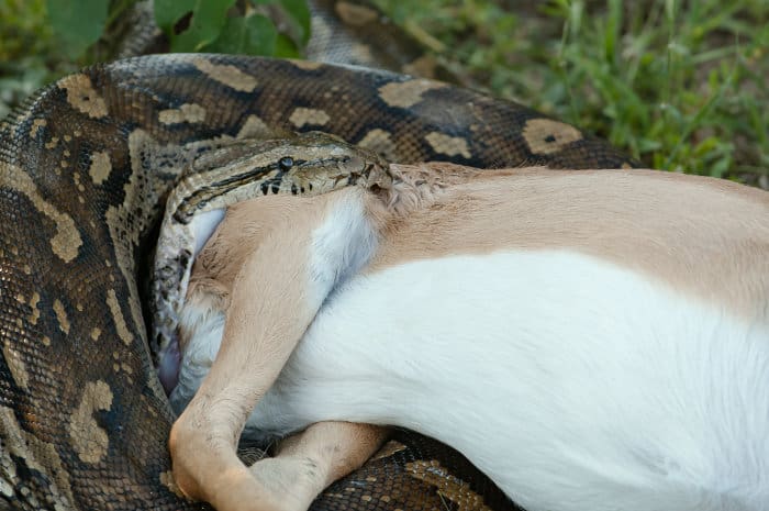 Full Grown African Rock Python