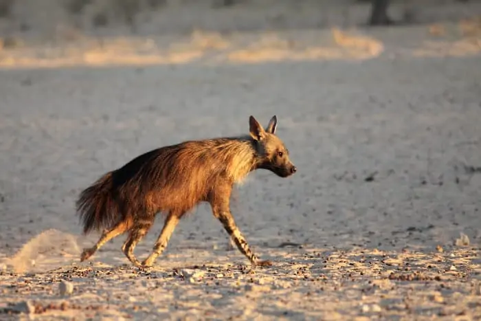 Brown hyena running in the Kalahari desert