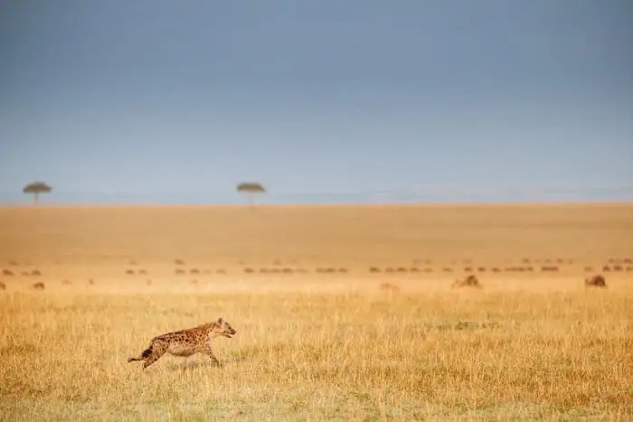 Lone spotted hyena running across the African savanna, with blue wildebeest in the background