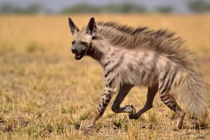 Indian striped hyena on the run