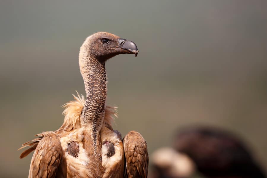 African white-backed vulture – The endangered Old World bird