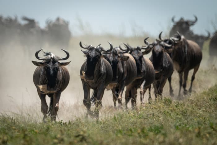 Line of blue wildebeest march on, kicking up dust along their path