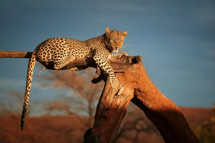 African leopard resting on a dead tree, Okonjima Nature Reserve, Namibia