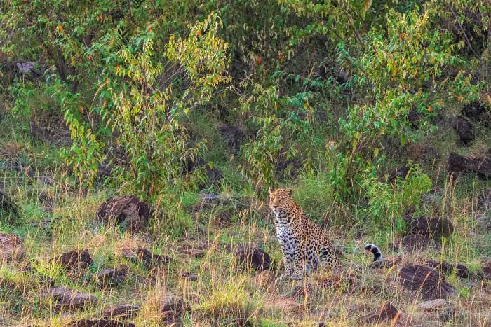 African leopard in dense bush