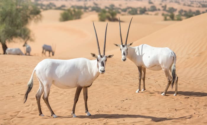 Oryx - The Life of a Desert Nomad