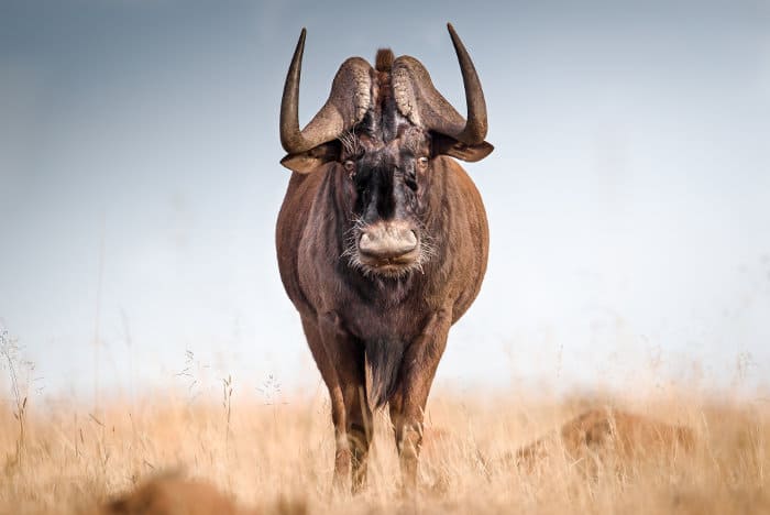 Frontal portrait view of a black wildebeest, Mountain Zebra National Park, South Africa