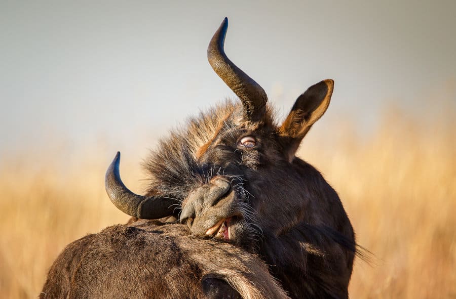 Funny picture of a black wildebeest twisting its head to scratch its back