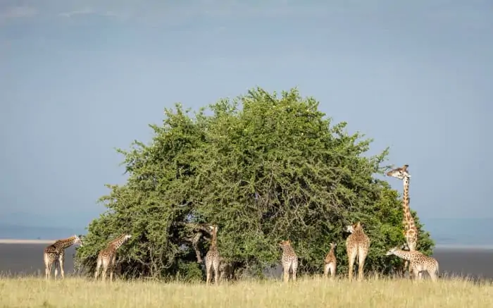 Tower of Masai giraffes feeding off a tall Acacia tree