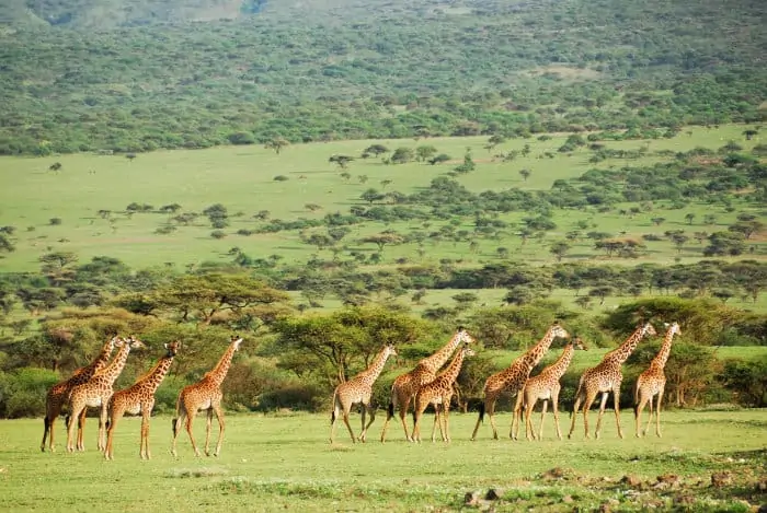 A journey of giraffes on the African plains