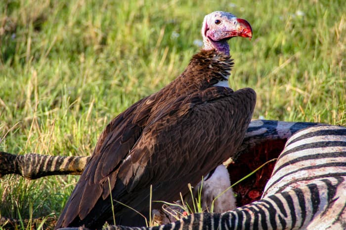 Lappet-faced vulture feeding off a zebra carcass, Masai Mara, Kenya