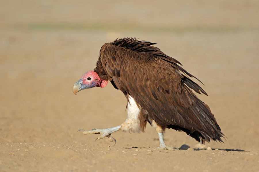 Lappet-faced vulture walking on bare ground