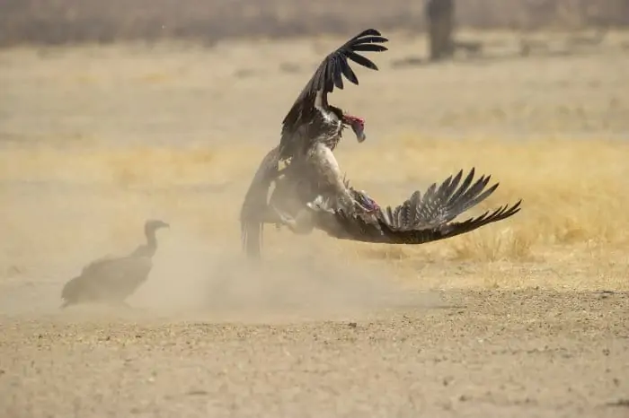 Lappet-faced vultures fighting, Kgalagadi Transfrontier Park, South Africa