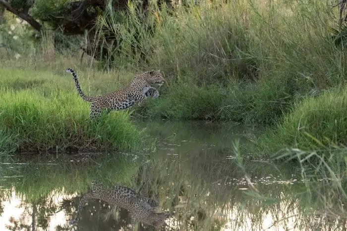Leopard jumping over a river, Londolozi, South Africa