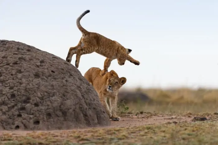 Lion cub jumping off a termite mound