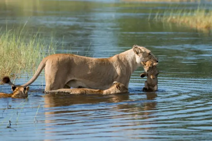 Lioness carrying one of her cubs across a channel in the Okavango Delta, Botswana