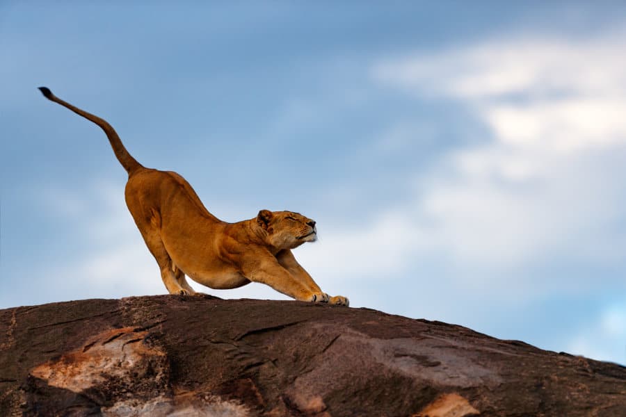 Lioness stretching on a kopje, Masai Mara, Kenya