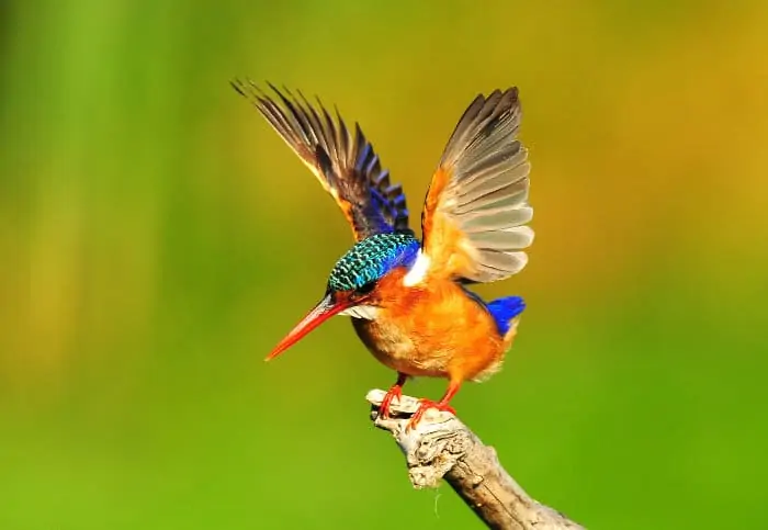 Colourful malachite kingfisher standing on a branch, flapping its wings