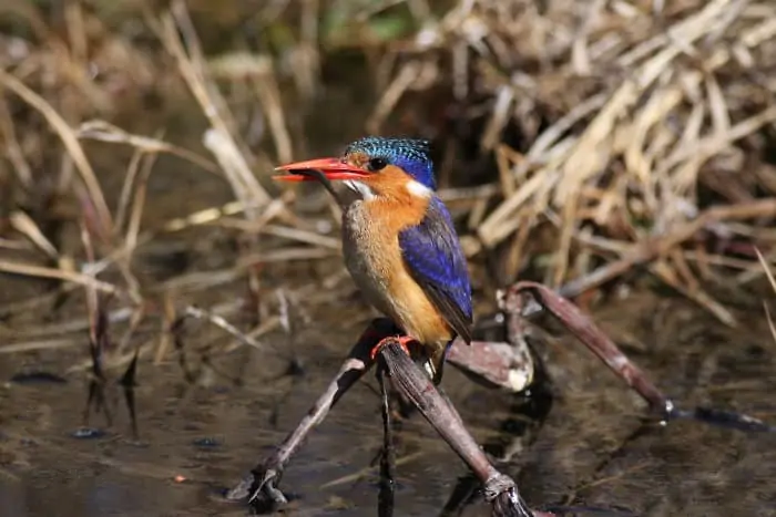 Malachite kingfisher with fish in its beak