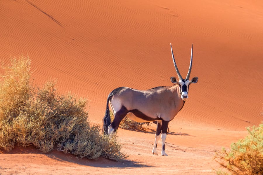 Oryx portrait in the Namib Desert, Sossusvlei