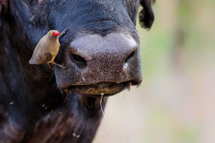 Oxpecker about to inspect the chasm of a Cape buffalo's nostril