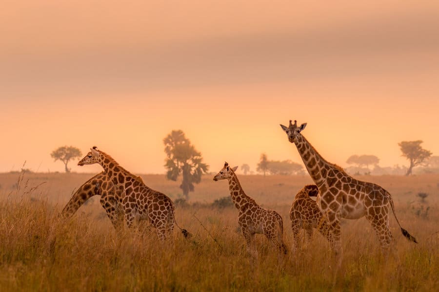 A tower of Rothschild's giraffe at sunrise, Murchison Falls National Park, Uganda