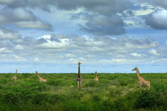 Tower of giraffes in green vegetation, with cloudy sky in the background