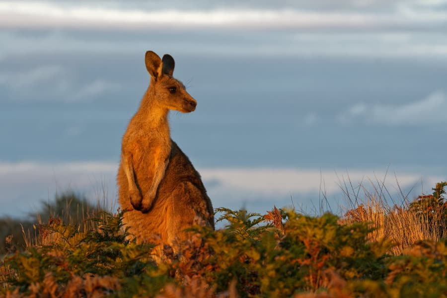 Eastern grey kangaroo portrait in perfect sunlight