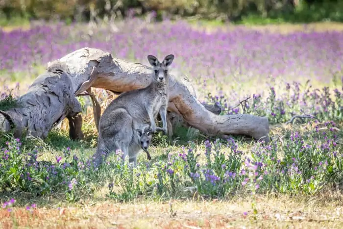 Eastern grey kangaroo mother and joey in Victoria, Australia