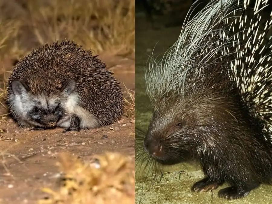 Find out the main differences between a hedgehog and a porcupine